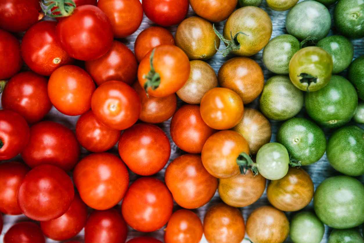 Green tomatoes fade to yellow, to orange, to bright red, illustrating the ripening process of a cherry tomato.